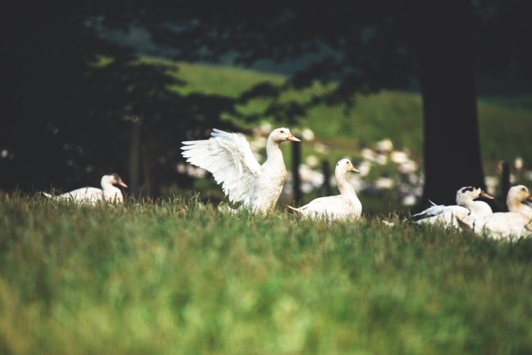 Ferme-Uhartia-canards-Barcus